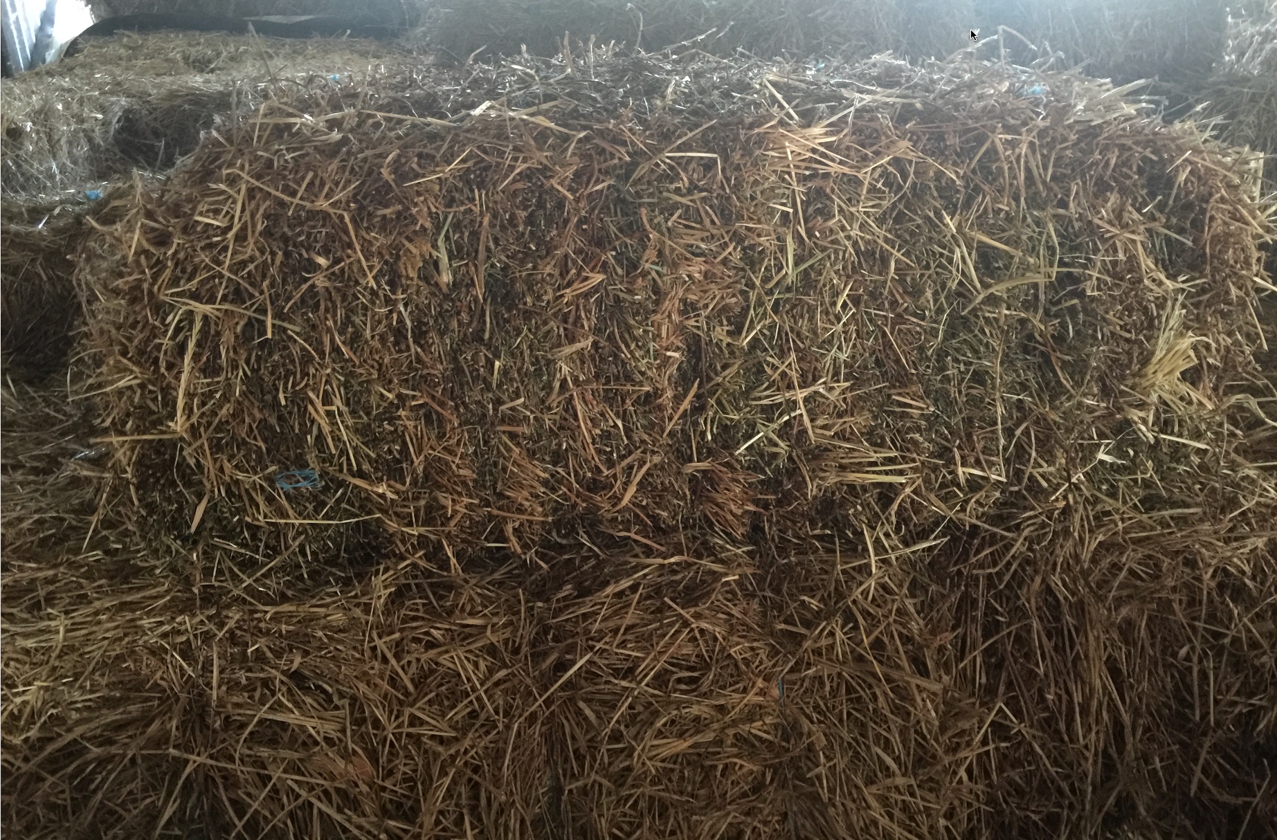 Vetch Hay Small Bales x 900 Approx Hay & Fodder Vetch Hay